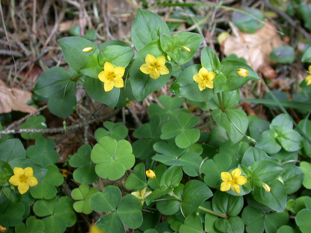 Lysimachia nemorum / Mazza d''oro boschiva
